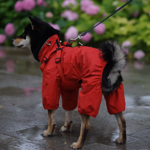 Dog Raincoat